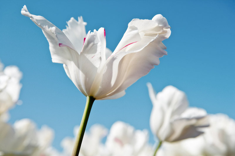 Tulipa ‘White Parrot’ (Parrot Tulip)